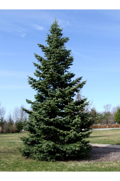 Abies concolor: ідеальне хвойне дерево для великих садів і парків.