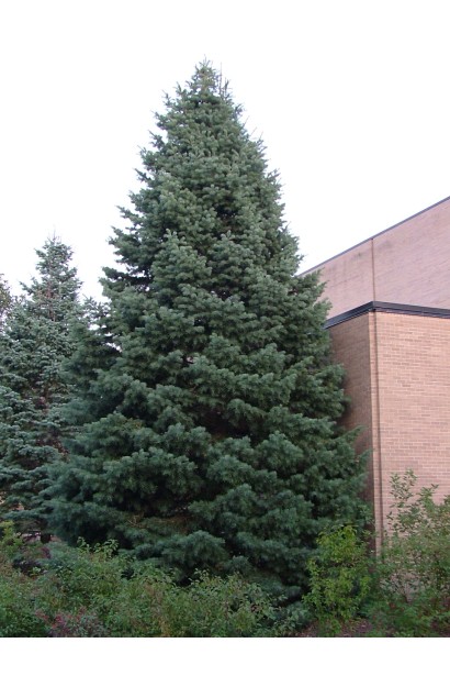 Доросла ялиця каліфорнійська: величний хвойний акцент для парків і ландшафтів.