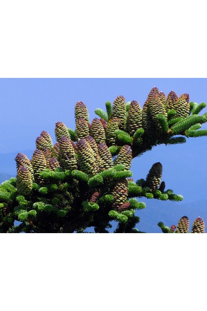 Шишки пихты Фразера: маленькие, элегантные, с коричневым оттенком.