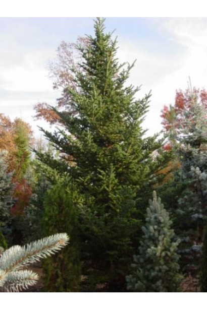 Взрослая пихта Фразера: поражает своей симметрией и стойкостью.