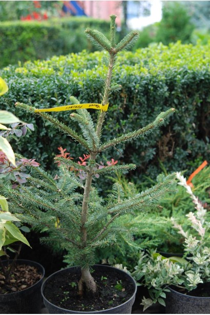 Пихта Фразера