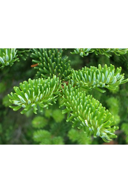 Хвоя пихты Фразера: мягкая, темно-зеленая, с голубым оттенком.