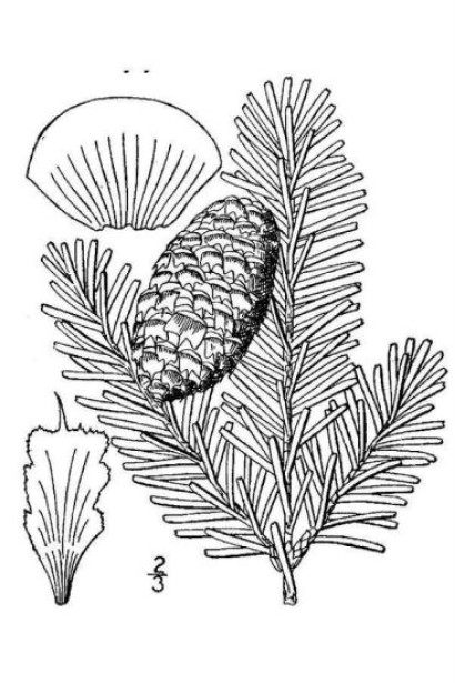 Пихта Фразера