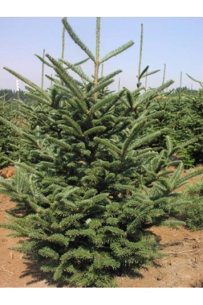 Взрослый саженец пихты Фразера: идеальное для создания тени в саду.