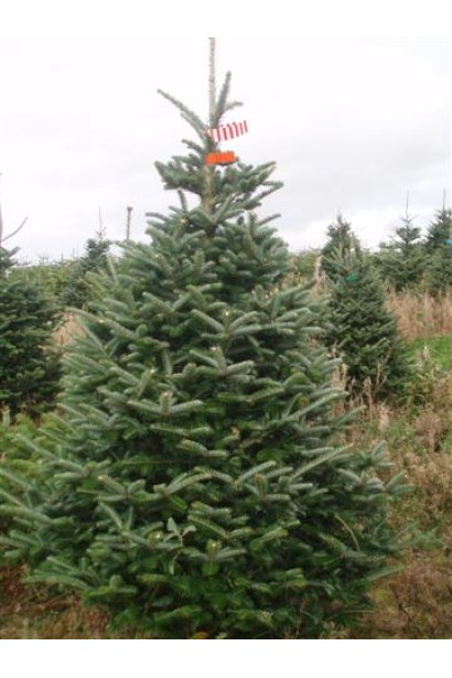 Пихта Фразера в ландшафте: элегантный акцент для любого сада.