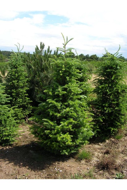 Abies fraseri: устойчива к морозам, идеальна для садовых композиций.