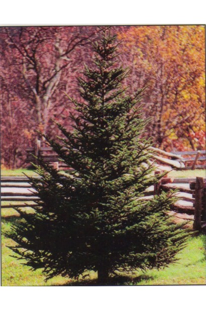 Пихта Фразера