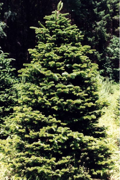 Пихта Фразера: хвойное дерево с густой зеленой кроной.