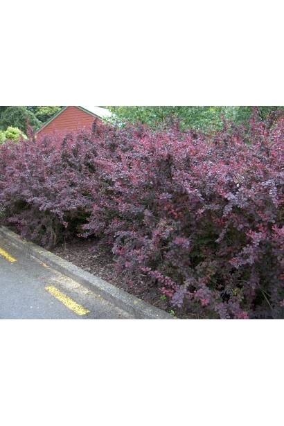 Барбарис Суперба в ландшафте