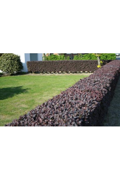 Барбарис Суперба невысокая живая изгородь