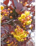 Berberis ottawensis Superba желтые цветы