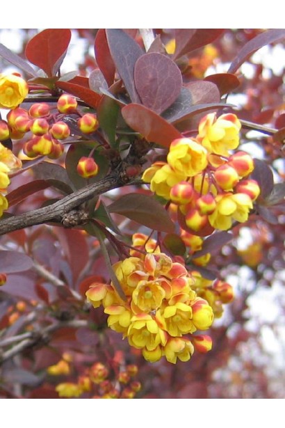 Berberis Superba желтые цветы