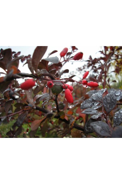 Барбарис Суперба ягоды