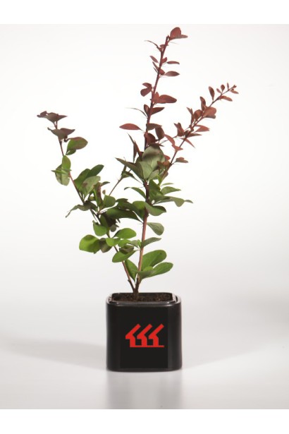 Барбарис оттавский Суперба саженец Р9