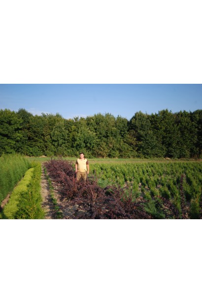 Барбарис Суперба посадка в поле