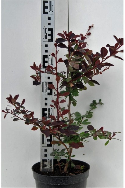 Барбарис оттавский Суперба в контейнере 50-60 см