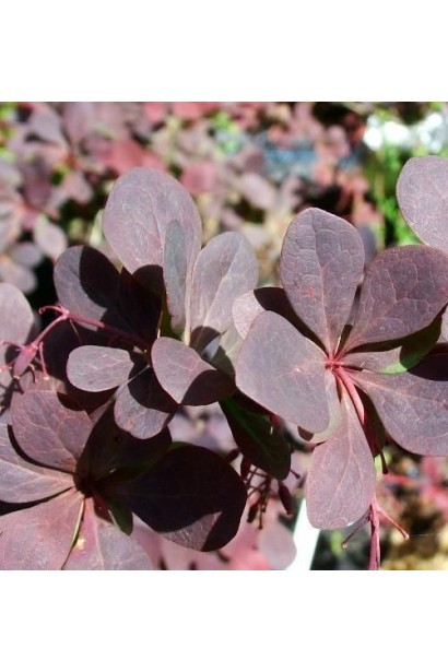 Барбарис оттавский Суперба