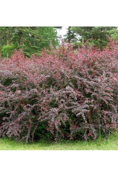 Барбарис оттавский Суперба куст