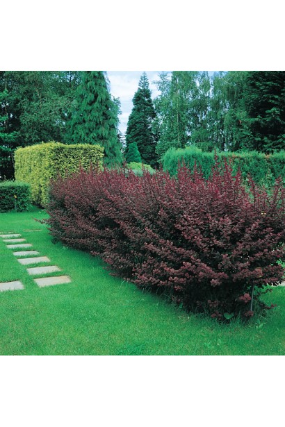  Berberis ottawensis Superba