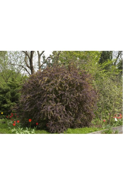 Барбарис оттавский Суперба в саду