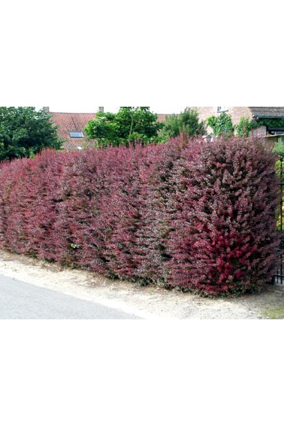 Барбарис Суперба живая изгородь