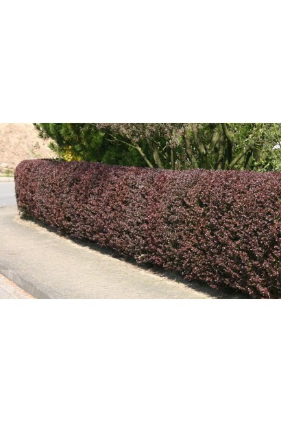 Барбарис оттавский Суперба стриженый