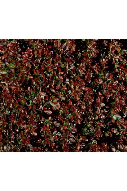 Барбарис Тунберга Багатель листя