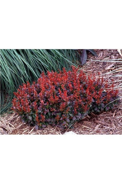 Барбарис Багатель в ландшафті