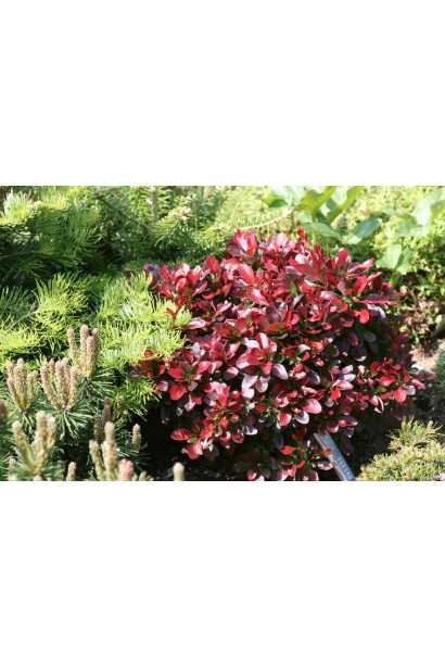 Барбарис Багатель ландшафтний дизайн