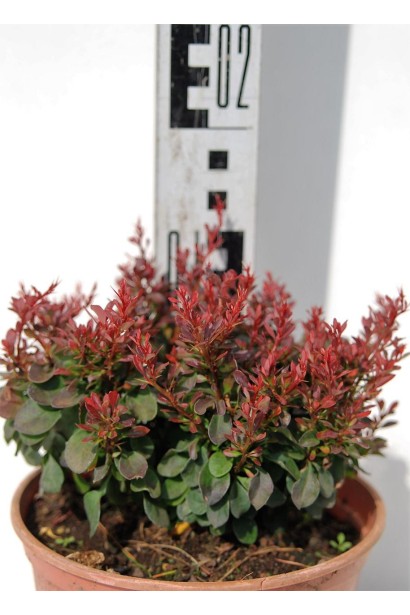  Berberis Thunbergii Bagatelle