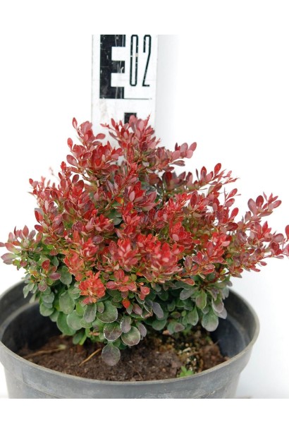 Барбарис Тунберга Багатель висота 20 см