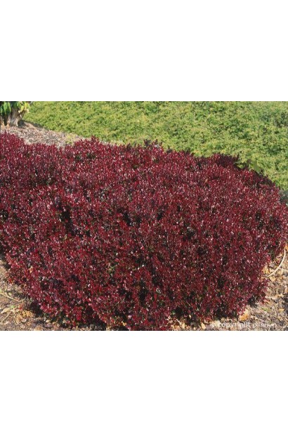 Барбарис Тунберга Багатель посадка