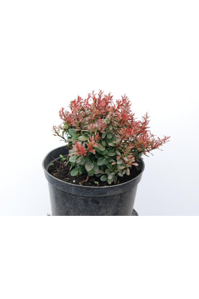 Барбарис  Багатель в горщику