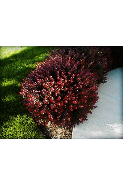 Барбарис Тунберга Багатель 