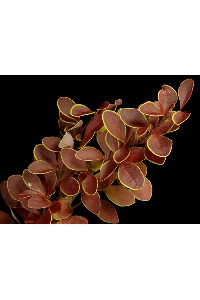 Berberis thunbergii Golden Ring