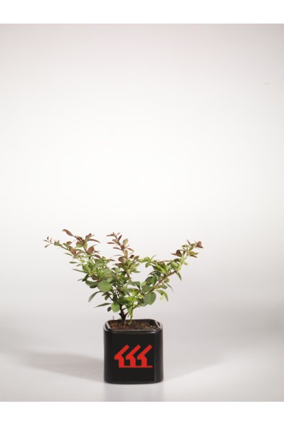 Барбарис тунберга Голден Рінг  саджанець