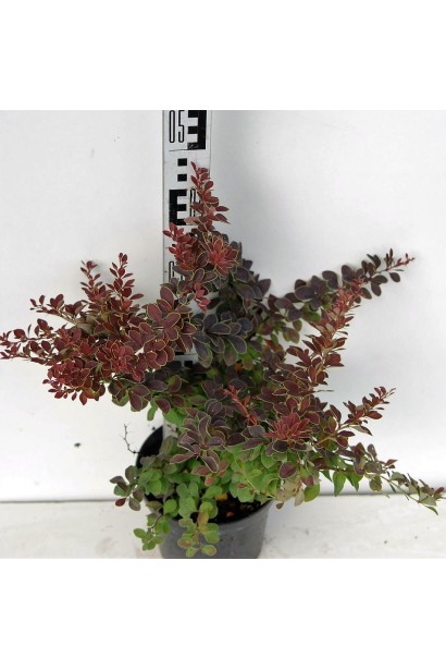 Барбарис тунберга Голден Рінг в горщику