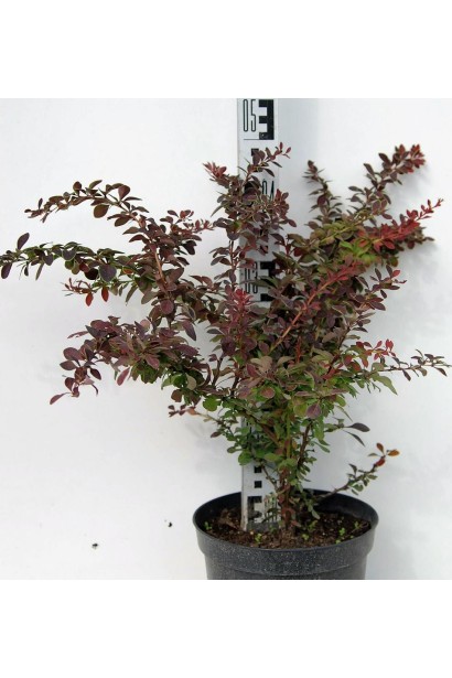 Барбарис тунберга Голден Рінг висота 50 см