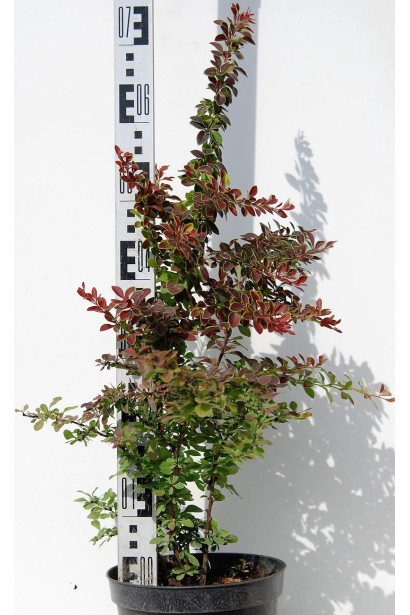 Барбарис тунберга Голден Рінг висота 75 см