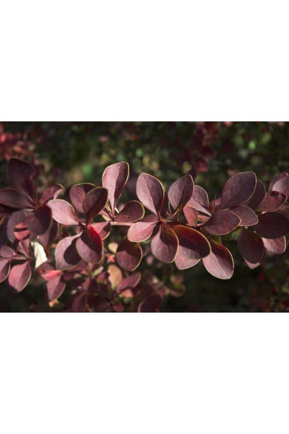 Барбарис Голден Рінг пурпурний з жовтою окантовкою