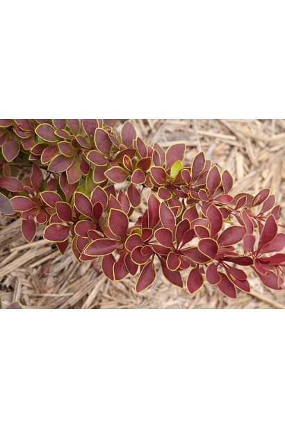 Барбарис Голден Рінг забарвлення