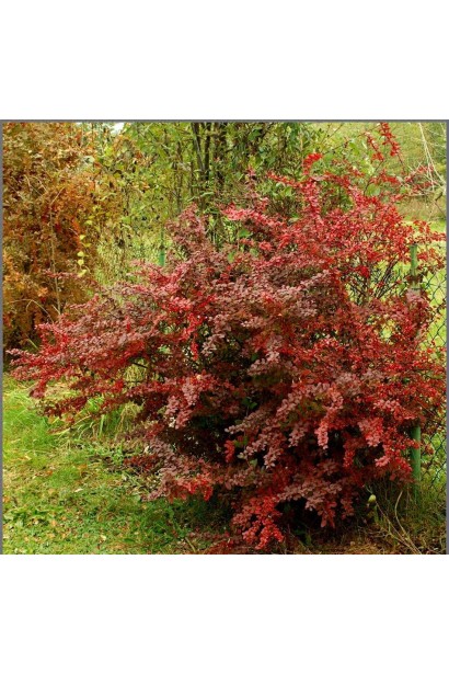 Барбарис тунберга Golden Ring кущ