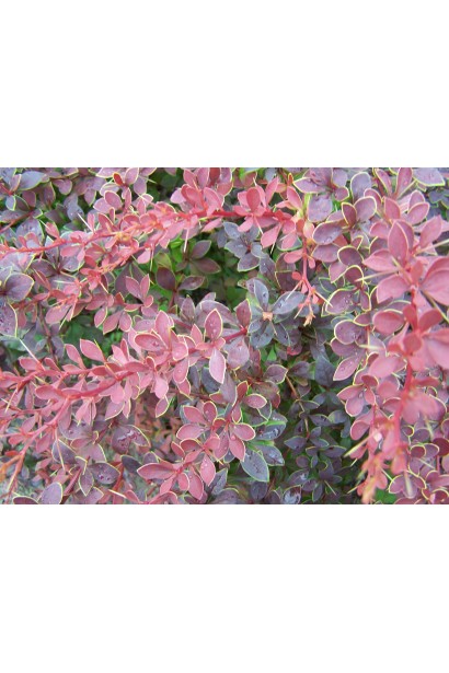 Барбарис тунберга Голден Рінг  листя