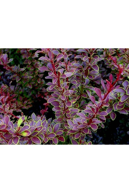 Барбарис тунберга Golden Ring