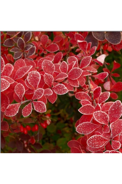 Барбарис Golden Ring червоний