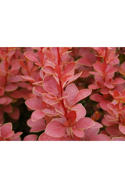 Berberis thunbergii Golden Ring