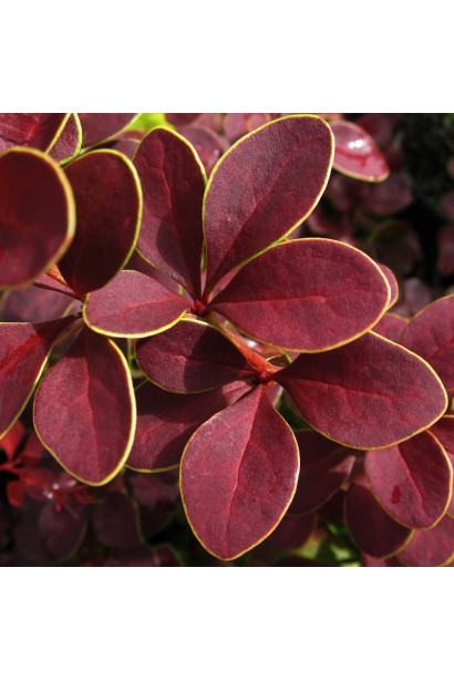 Листя барбарису Голден Рінг