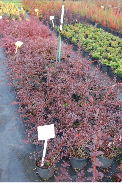 Барбарис Тунберга Ред Чіф  в садовому центрі Проксіма