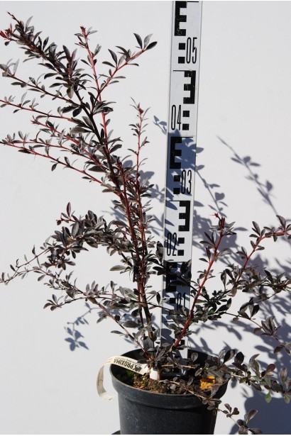 Барбарис Тунберга Ред Чіф в котейнері висота 60 см