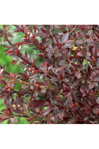 Барбарис Тунберга Ред Чіф листя